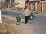 yuxi to tonghai carrying vegetables 2